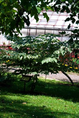 Aralia elata 'Variegata' - arálie štíhlá - celek